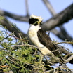 Laughing Falcon